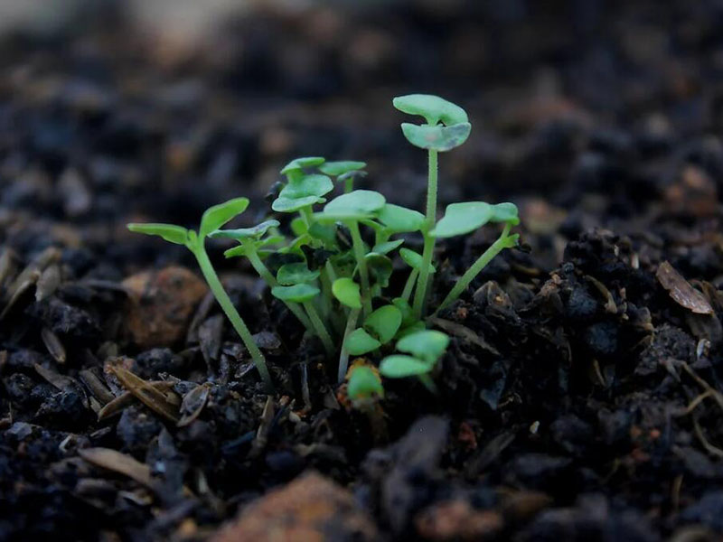 土壤五參數(shù)測定儀操作步驟（土壤五參數(shù)測定儀用途）